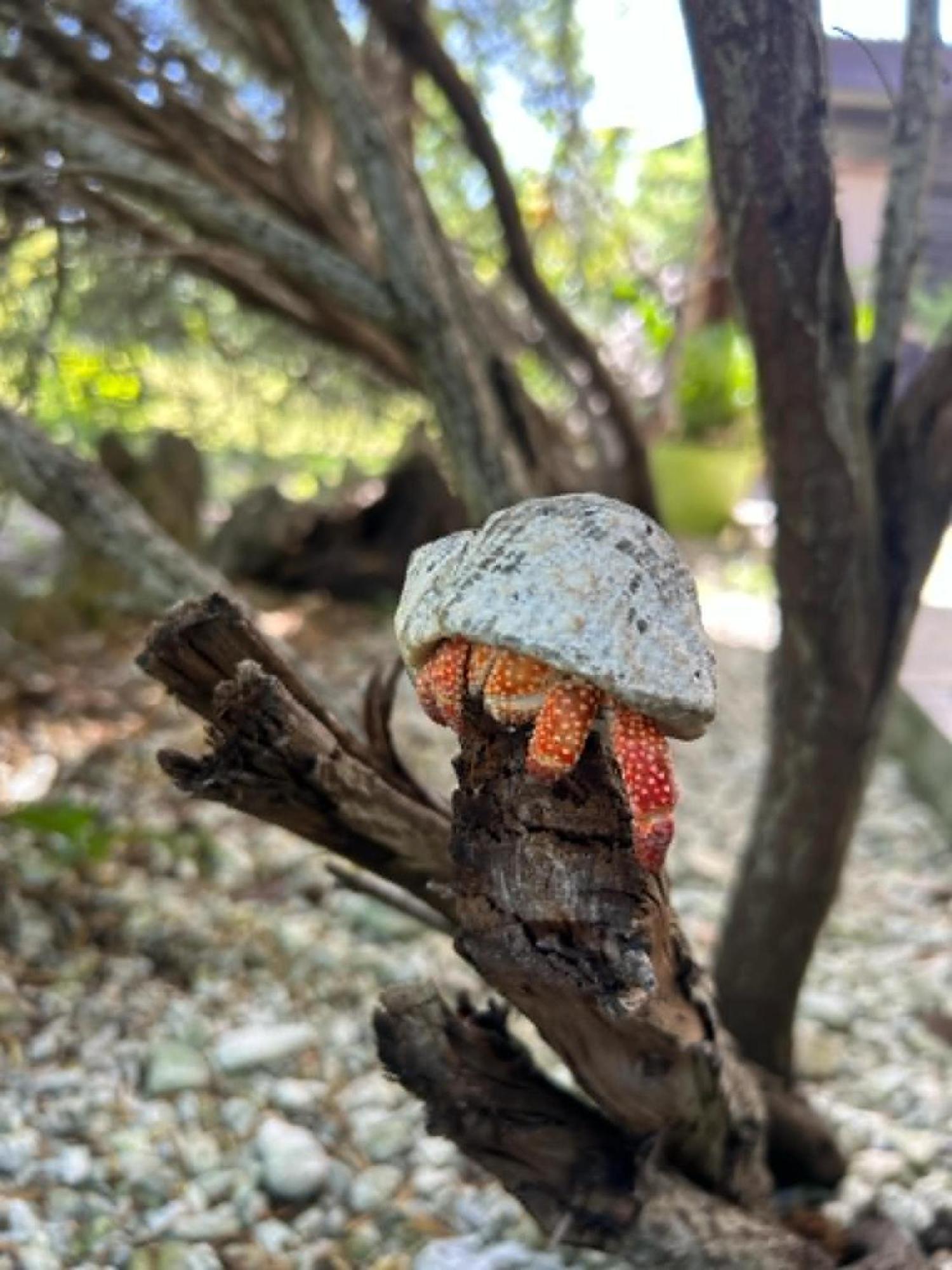 Chez Tamatuamai Otel Avatoru Dış mekan fotoğraf